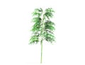 A bamboo tree isolated over a white background.