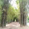 Bamboo Tree at Keputih