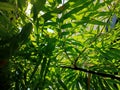 Bamboo tree leaf greenery garden Royalty Free Stock Photo