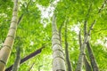 Bamboo tree leaf in the real forest. When Looking up. Royalty Free Stock Photo
