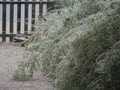 Clump of bamboo tree leaves bent to the ground from the weight of the ice covering it Royalty Free Stock Photo