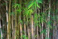 Bamboo tree photo taken in Jakarta Indonesia Royalty Free Stock Photo