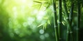 Bamboo tree with realistic green leaves and abstract bokeh background, concept of nature and tranquility Royalty Free Stock Photo