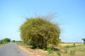 Bamboo tree in road side Royalty Free Stock Photo