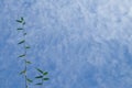 Bamboo tree shoots with mostly blue sky and soft white clouds background Royalty Free Stock Photo