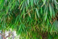 Bamboo tree in the small forest area Royalty Free Stock Photo