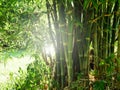 Bamboo tree with sun light. Royalty Free Stock Photo