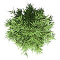 Bamboo Tree top view isolated on white background Royalty Free Stock Photo