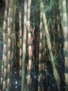 Bamboo tree trunks. Green bamboo plants in the forest Royalty Free Stock Photo