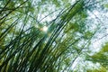 bamboo tree tunnel at Wat Chulabhorn Wanaram in Thailand Royalty Free Stock Photo