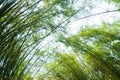 bamboo tree tunnel at Wat Chulabhorn Wanaram travel location Royalty Free Stock Photo