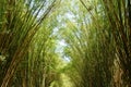 bamboo tree tunnel at Wat Chulabhorn Wanaram travel location Royalty Free Stock Photo