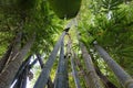 Bamboo tree vertical view Royalty Free Stock Photo