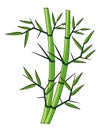 Bamboo Tree voter illustration.Bamboo stock image vector