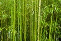 Bamboo trees Royalty Free Stock Photo