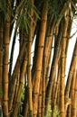 Bamboo trees Royalty Free Stock Photo