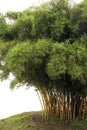 Bamboo trees Royalty Free Stock Photo