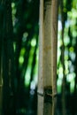 Bamboo trees in a botanical garden. Bamboo old stem trunk close up. Life and death concept Royalty Free Stock Photo