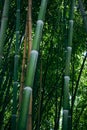 Bamboo trees in a botanical garden. Oriental zen forest background. Royalty Free Stock Photo