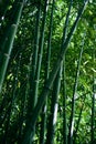 Bamboo trees in a botanical garden. Oriental zen forest background. Royalty Free Stock Photo