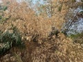 Bamboo trees die from drought due to prolonged hot summer