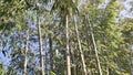 Bamboo trees with clear blue sky in the background at majalengka indonesia Royalty Free Stock Photo