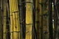 Bamboo Trees