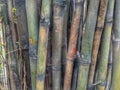 The bamboo trees