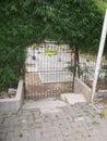 Bamboo trees decorate the rusty door gate