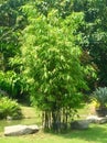 Bamboo Trees in the Flower Garden at Thailand Royalty Free Stock Photo