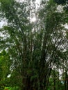 bamboo trees in the forests of Sulawesi, Indonesia? Royalty Free Stock Photo
