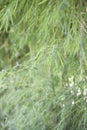 Bamboo trees, green and fresh Royalty Free Stock Photo