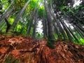 Bamboo trees with green leaves close-up in a botanical garden. Georgia, Batumi. Royalty Free Stock Photo