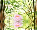 Bamboo trees and green leaves and pink lotus on nature background Royalty Free Stock Photo