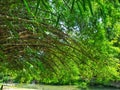 bamboo trees that grow curved cover the river bank. Royalty Free Stock Photo