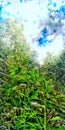 Bamboo trees growing up grabing the clouds and a blue sky Royalty Free Stock Photo