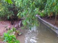 Bamboo trees hanging over the surface of the river Royalty Free Stock Photo