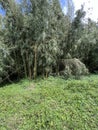 Bamboo trees inside the Elephant Hills in the Aberdare Range forest in Nairobi Kenya