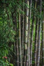 Bamboo trees in rain forest Royalty Free Stock Photo