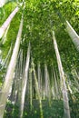 bamboo trees sunny forest