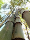 Bamboo trees tower tall and sturdy in summer