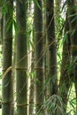 Bamboo trees in rain forest Royalty Free Stock Photo