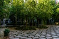 Bamboo Trees Urban Royalty Free Stock Photo