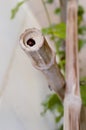 Bamboo Trellis Wasp nest Royalty Free Stock Photo