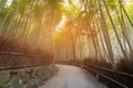 Bamboo tropical forest with walk way