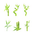 Bamboo tropical plants set. Green bamboo stems and leaves vector illustration