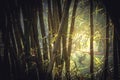 Bamboo tropical rainforest background with enlightenment sunlight through lush foliage vintage style
