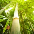 Bamboo tropical rainforest