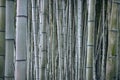 Bamboo trunk background, natural background of Asian forest. Bamboo forest pattern