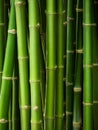 Bamboo trunk background